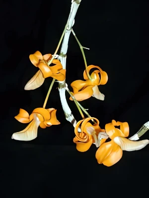 Bild von Dendrobium unicum