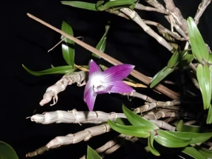 Bild von Dendrobium victoriae-reginae