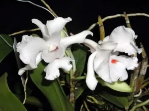 Bild von Dendrobium virgineum
