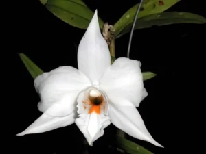 Bild von Dendrobium watii