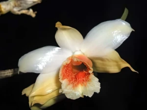 Bild von Dendrobium williamsonii