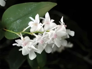 Bild von Dendrobium aberans 1