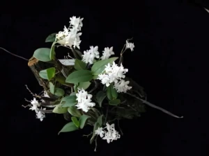 Image de Dendrobium aberans 2