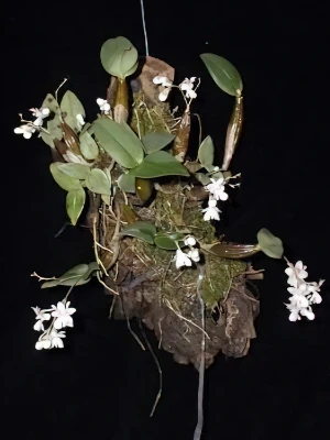 Image of Dendrobium aberans