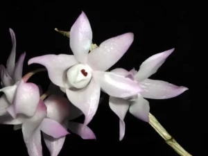 Bild von Dendrobium aduncum 1