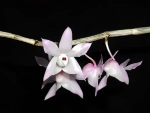 Image of Dendrobium aduncum 3