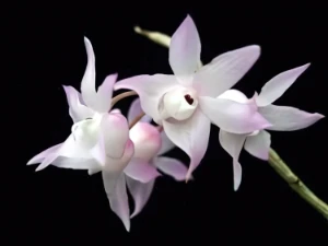 Image de Dendrobium aduncum