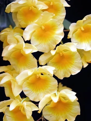 Image de Dendrobium aggregatum 1