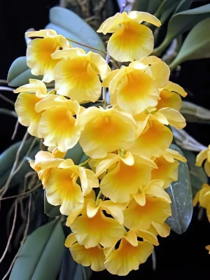 Image de Dendrobium aggregatum 3