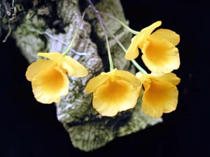 Bild von Dendrobium aggregatum var. jenkinsii 1