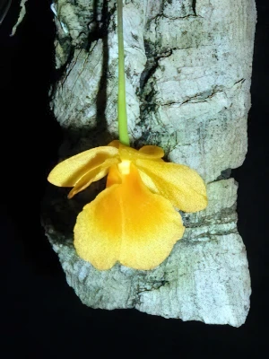 Bild von Dendrobium aggregatum var. jenkinsii