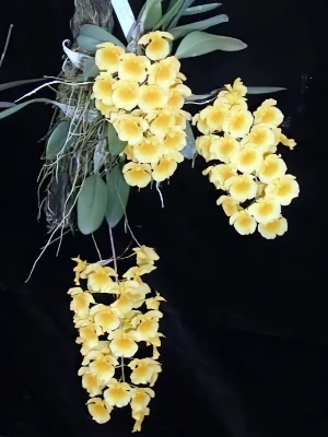 Bild von Dendrobium aggregatum