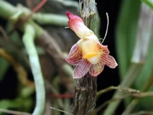 Bild von Dendrobium alterum