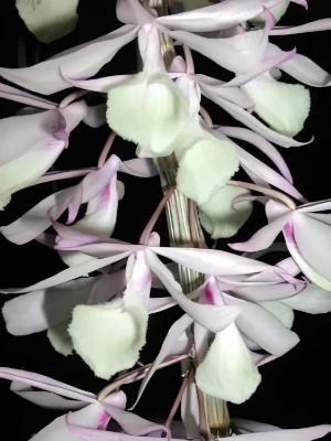 Image of Dendrobium aphyllum 4