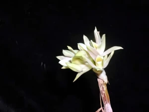 Image of Dendrobium bracteosum 1