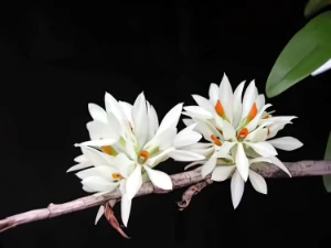 Bild von Dendrobium bracteosum var alba