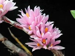 Bild von Dendrobium bracteosum