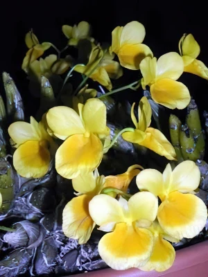 Image of Dendrobium capillipes 3