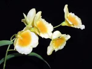 Bild von Dendrobium capillipes