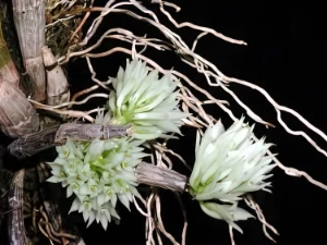Bild von Dendrobium capituliflorum