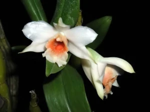 Bild von Dendrobium cariniferum