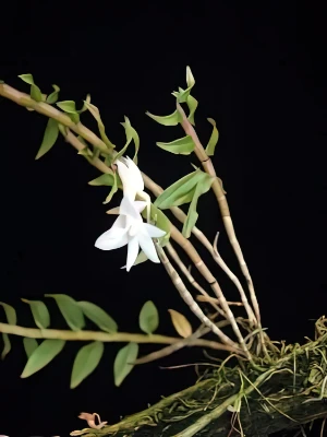 Image of Dendrobium chameleon 3