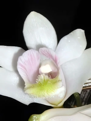 Bild von Dendrobium chitimiae 4