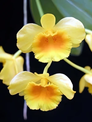 Image of Dendrobium chrysotoxumjpg