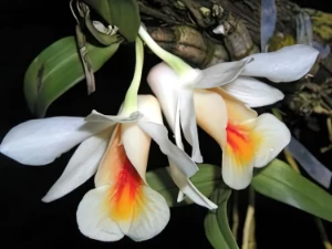 Image of Dendrobium chrystianum 5