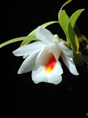 Bild von Dendrobium chrystianum