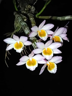 Image de Dendrobium crepidatum 2