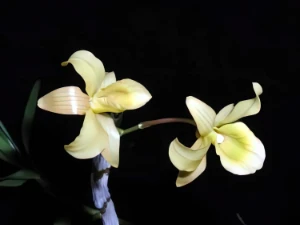 Bild von Dendrobium friederiksianum 3