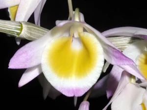 Bild von Dendrobium gratiotissimum 2