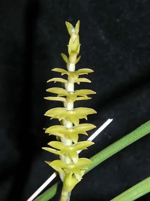 Image of Dendrochilum ianiariense
