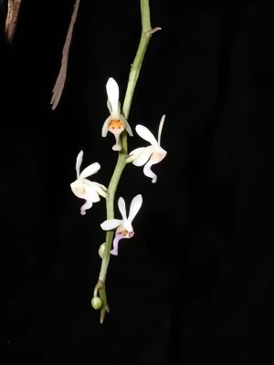 Image of Diploplora truncata