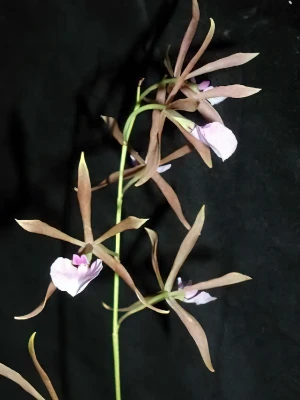 Bild von Encyclia gracilis