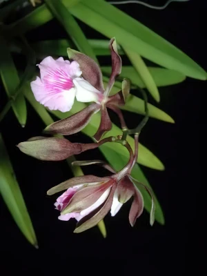 Bild von Encyclia phoenicea