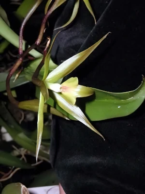Bild von Epidendrum lacustre