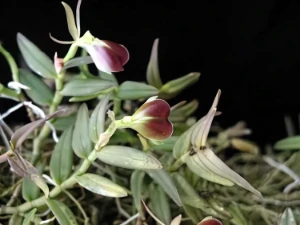 Bild von Epidendrum porpax