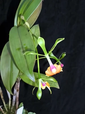 Bild von Epidendrum pseudoepidendrum