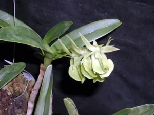 Bild von Epidendrum coriifolium