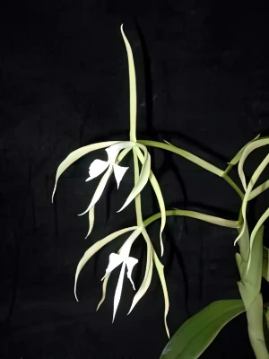 Image of Epidendrum oerstedii