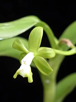 Image of Epidendrum sp venezuela 6