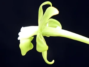 Image of Epidendrum sp venezuela