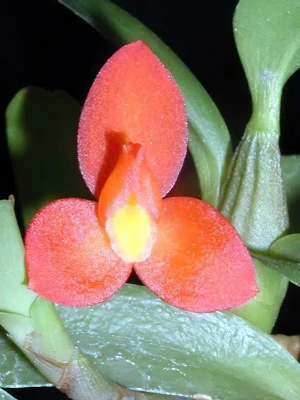 Image de Maxillaria sophronitis