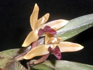 Bild von Maxillaria sp. ecuador