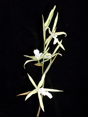 Image of Miltonia flavescens