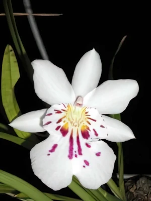 Bild von Miltoniopsis phalaenopsis
