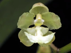 Image of Oncidium aurosasinorum