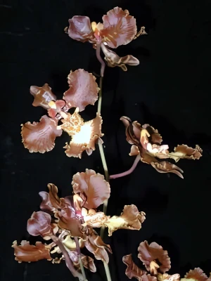 Bild von Oncidium enderianum